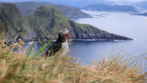 atlantic puffin (fratercula arctica), on the rock on the island of runde (norway).