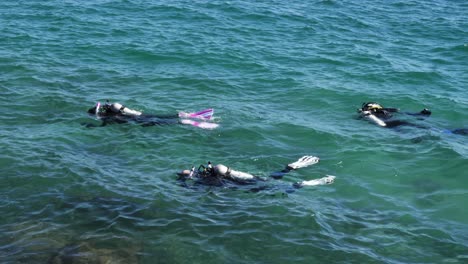 a group of scuba divers swim on the water surface collecting ocean rubbish