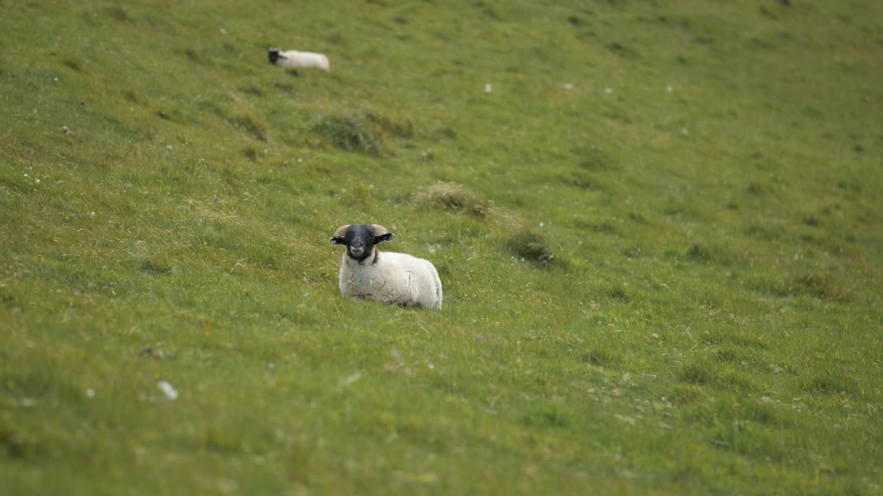 овца спокойно отдыхает на пышном зеленом склоне холма в шотландии.