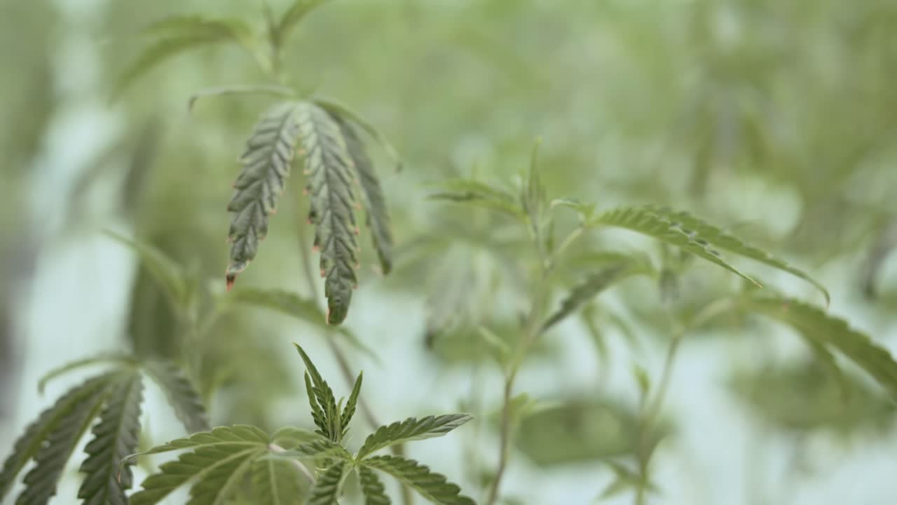 키우는 집에서 대마초 꽃