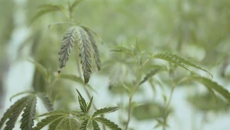 flores de cannabis en una casa de cultivo
