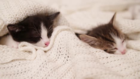 family of tabby kittens sleeping together on warm woollen blanket