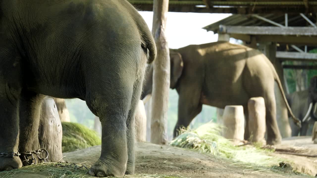 네팔의 치트완 국립공원 농장에서 코끼리의 등.