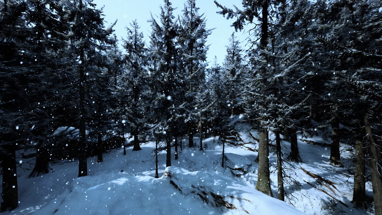 소나무 가 있는 눈 인 숲