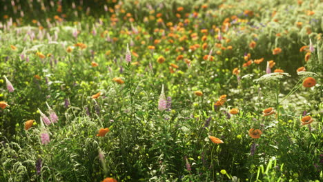 vibrant wildflower meadow blooms under bright sunlight in spring season
