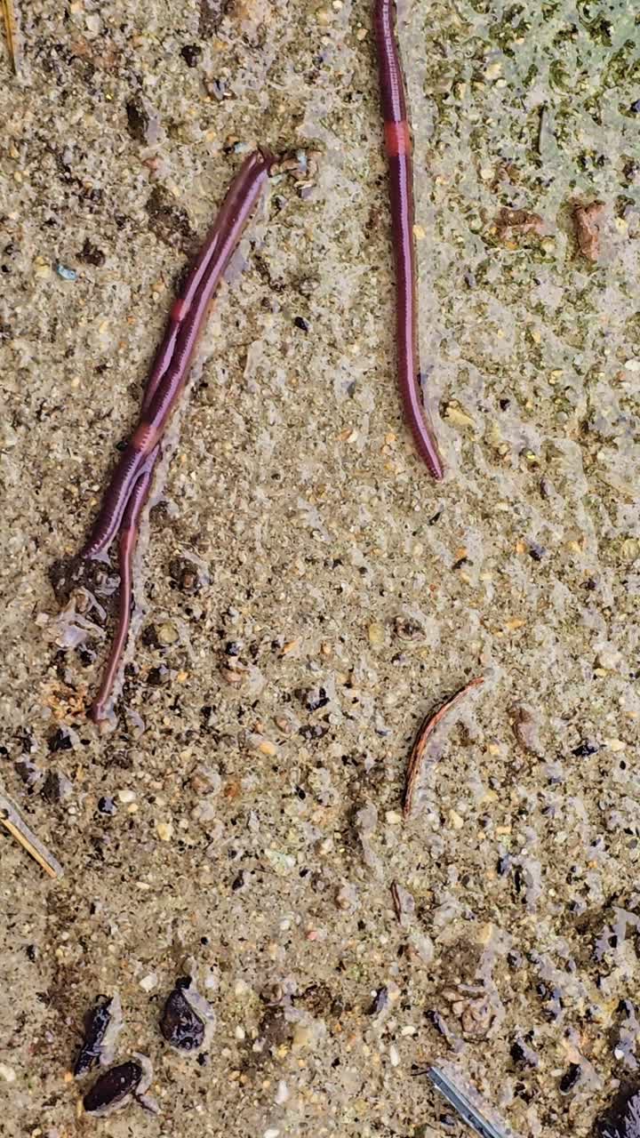 Close-up em vista superior de várias minhocas se movendo pela terra úmida, revelando corpos segmentados e superfície de solo úmida em um ecossistema natural.