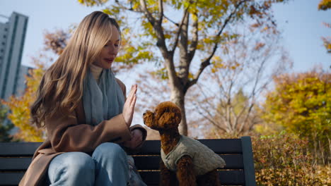cute toy poodle dog touch owner hand by paw, give high five to woman in autumn city park, and gets snack as treat for following command