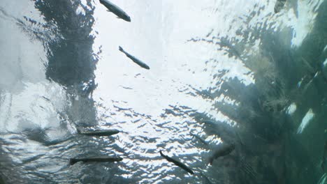 view of polar bear from below swimming underwater in zoo enclosure