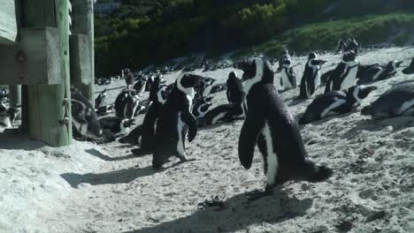 colonia de pingüinos en la reserva natural de boulders beach en la península del cabo, sudáfrica