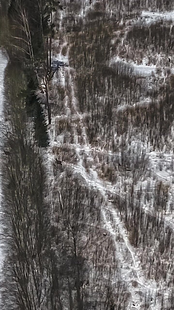 Vista aerea di animali selvatici che si muovono lungo sentieri innevati nel bosco in un paesaggio invernale.