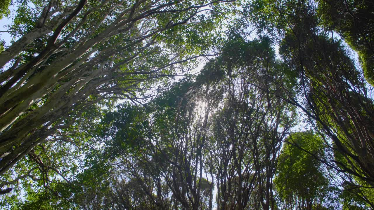 Sunlight Through Tree Tops and Strong Wind