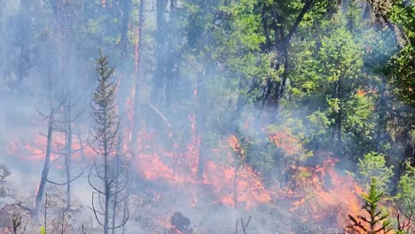 Scorched-mature-trees-and-brush-ablaze-during-the-Canadian-wildfires