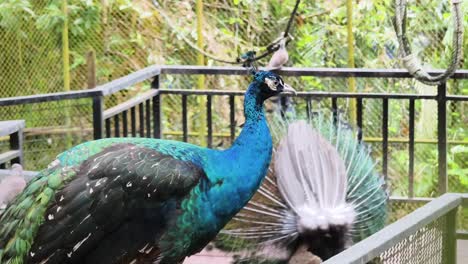 peafowl in a zoo enclosure