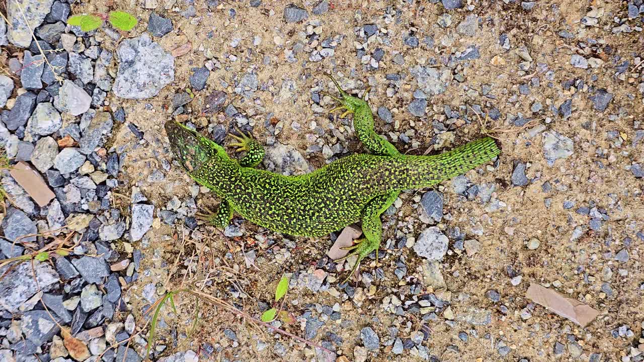 Overhead view of still green lizard on rocky ground with missing tail in daylight