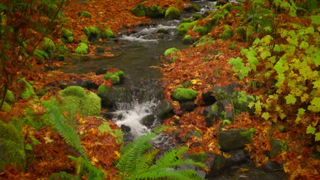 water flowing in the river along the rainforest during fall. - static shot