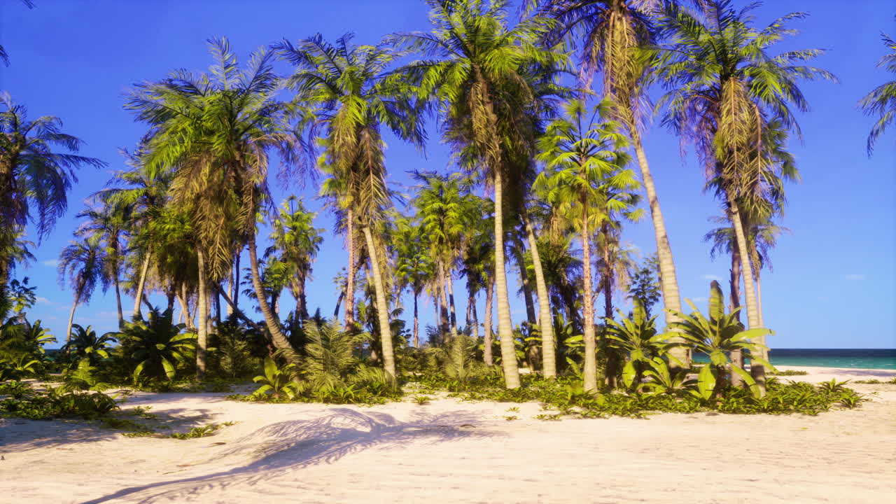 playa tropical con palmeras y cielo azul