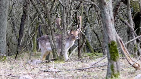 Male-fallow-deer-is-startled-by-my-presence,-looks-at-me-and-then-walks-on-calmly,-closeup