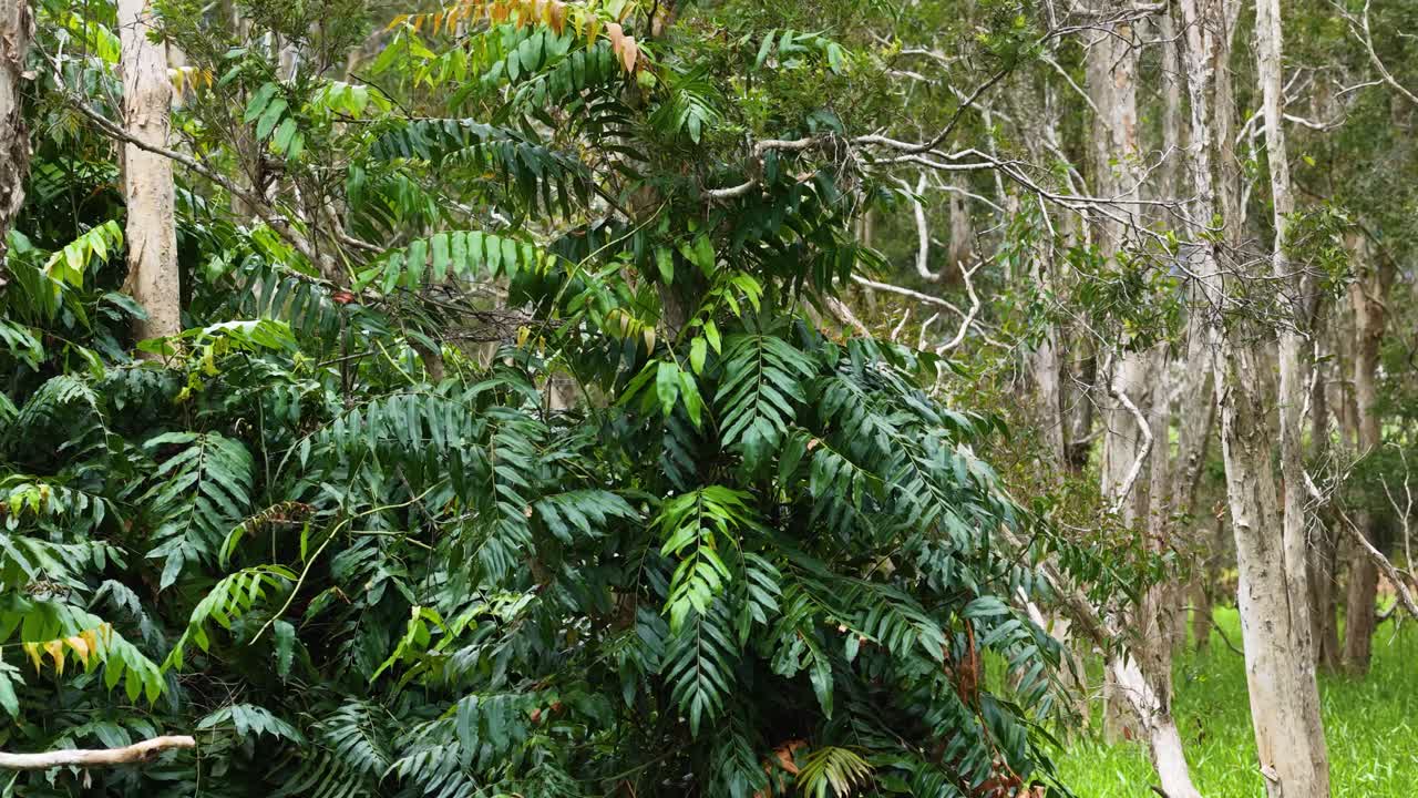 Drone camera smoothly pans above dense rainforest foliage and tall trees in bright daylight, revealing the vibrant greenery of Port Douglas, Queensland