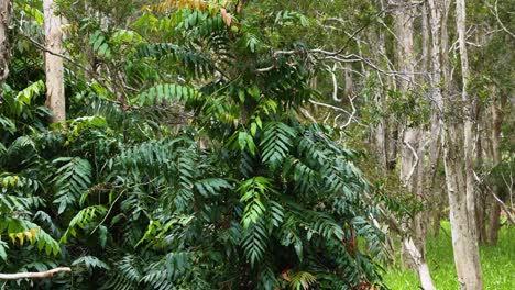 drone camera smoothly pans above dense rainforest foliage and tall trees in bright daylight, revealing the vibrant greenery of port douglas, queensland