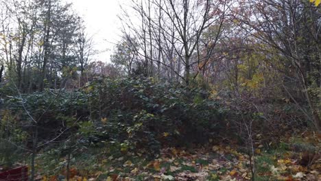 a-walk-in-the-woods-forward-in-Berlin-Germany-then-pan-right-Nature-dead-leaves-trees-colors-of-Autumn-HD-30-FPS-9-secs