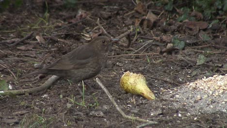 mirlo hembra comiendo y picoteando una pera fresca en un jardín delantero