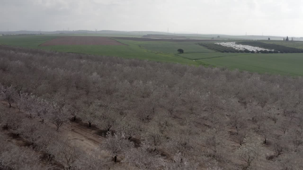 꽃이 피는 아몬드 과수원