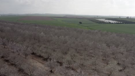 blooming almond orchard aerial view