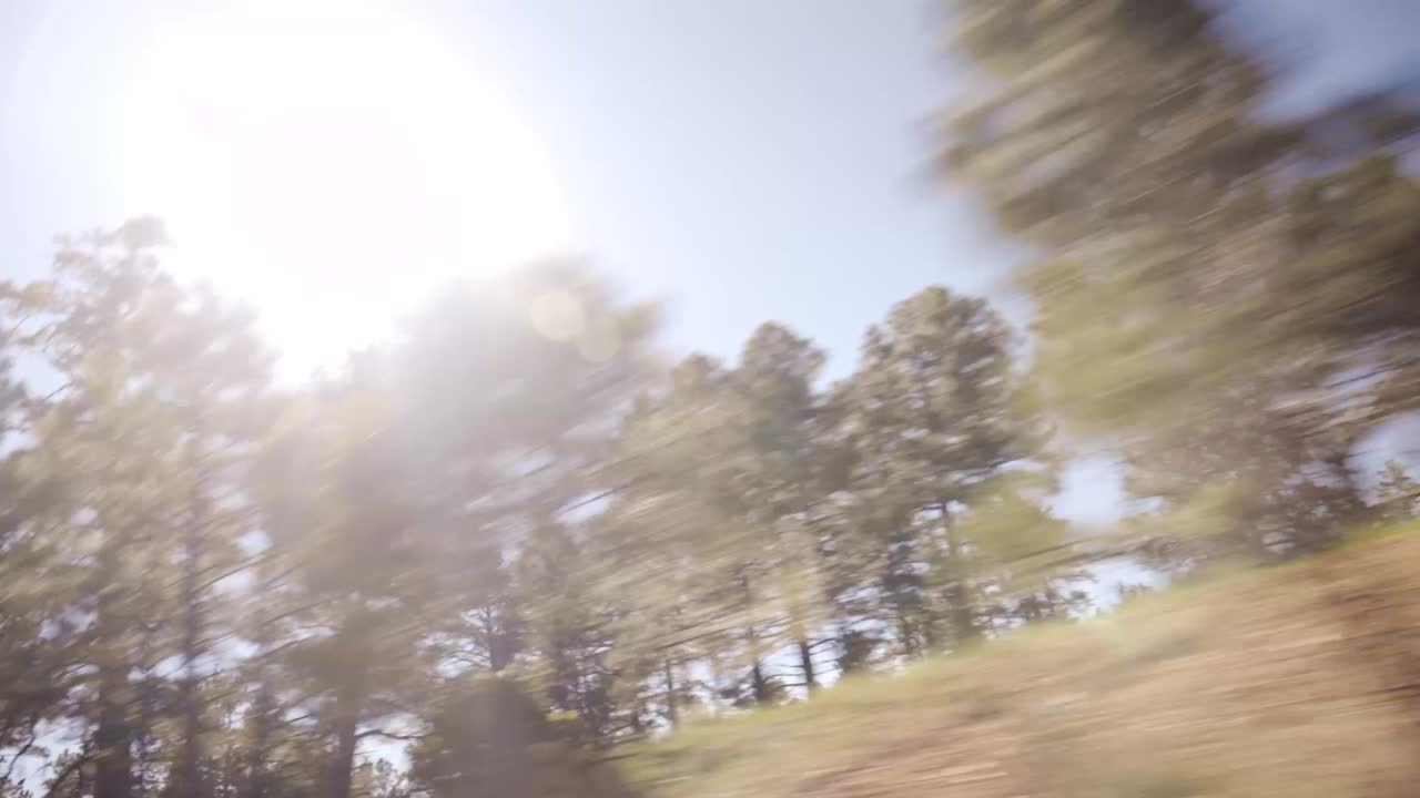 Driving looking out window at tops of trees backlit by the sun. Grand Canyon National Park in summer.