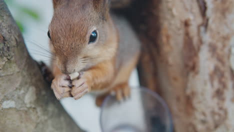 ardilla comiendo y masticando nuez en el árbol