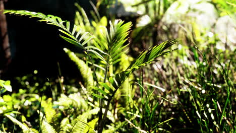 sun shining into tropical forest