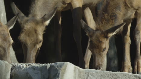 canadian wildlife - majestic deer walking along the banks of a river