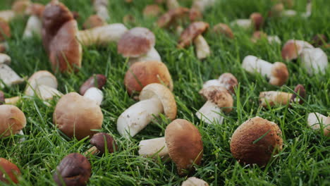 Freshly-picked-wild-mushrooms-lie-on-the-grass.-Slider-shot