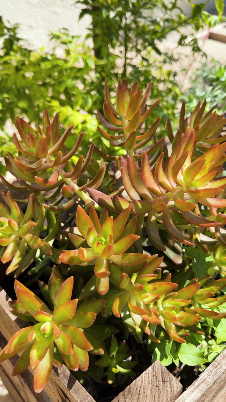Succulenta sedum color rame con foglie carnose verde-arancio che cresce densamente sotto la luce solare intensa, sfondo verticale
