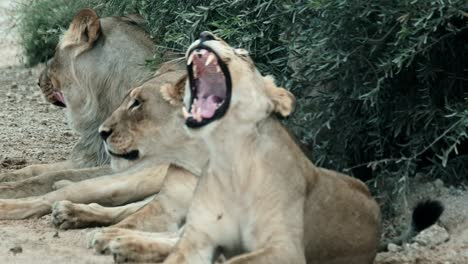 a lioness yawns, showing off her impressive teeth, as she rests with her pride in the kalahari