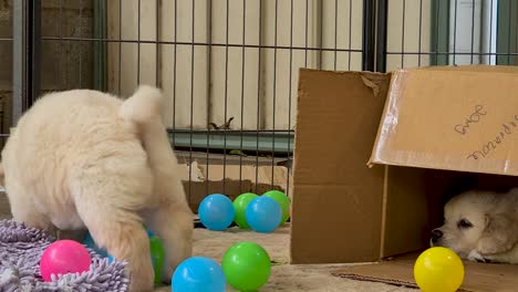 golden retriever puppy playing with plastic bottle with coloured balls on floor