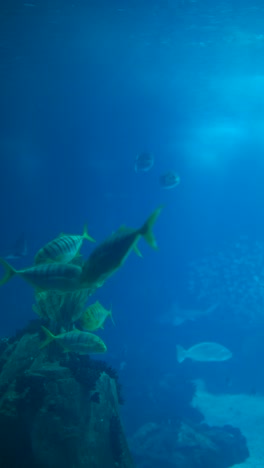 fish swimming in blue underwater aquarium
