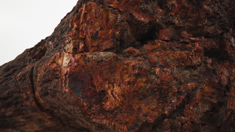 giant wood log at petrified forest national park in arizona, close up