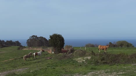 feeding time on the farm: tractor bringing hay for horses and cow with a stunning sea view