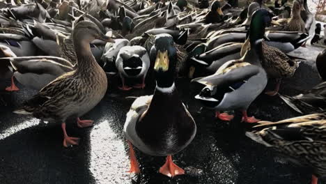 a duck walking up to the camera near a pond