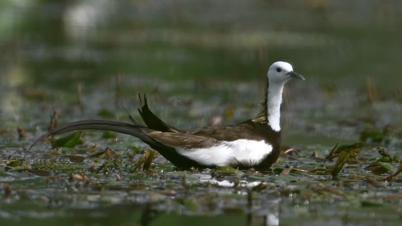 Primo piano di una Jacana codalunga nel suo habitat
