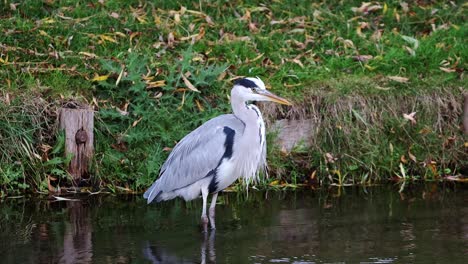 Garza-Gris,-Ardea-Cinerea,-La-Caza-De-Alimentos-En-Aguas-Poco-Profundas