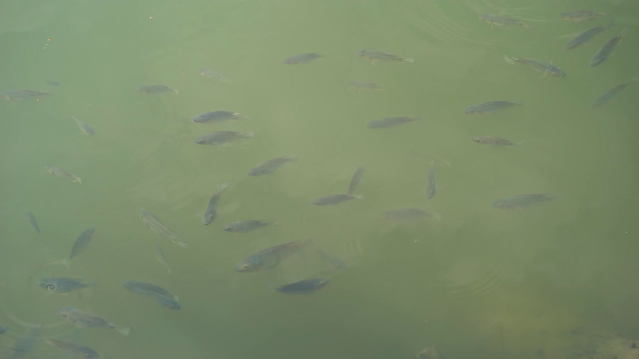 물고기가 물에서 놀고 있다