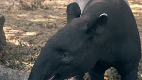 Inteligente-Tapir-Negro-Y-Gris-Come-Plátano-De-Un-Palo-En-El-Zoológico