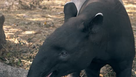 clever black and gray tapir eats banana from stick in zoo