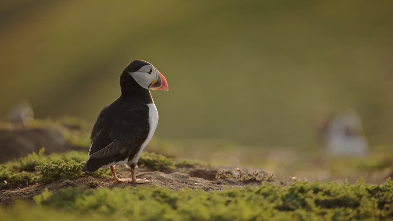 puffins de la isla de skomer en el reino unido aves disparadas, puffins atlánticos en la isla de skomer en gales