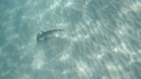 Sunlight-reflects-off-the-water-as-a-shark-swims-effortly-above-sandy-ocean-floor