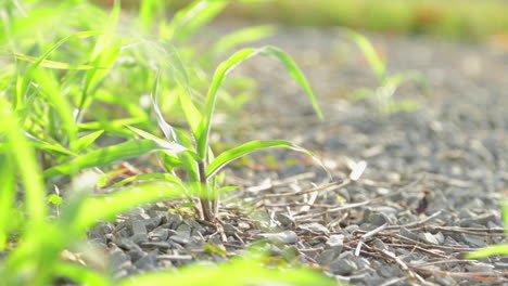 red ant runs along gravel next to grass