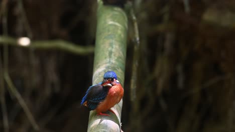 a true kingfisher found in the rainforest perched on a bamboo as it looks up and around