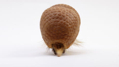 armadillo da la vuelta y comienza a alejarse de la cámara - aislado en fondo blanco