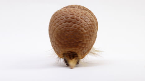 armadillo turns around and begins walking away from camera - isolated on white background